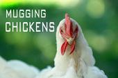 chickens.jpg (4455 bytes)